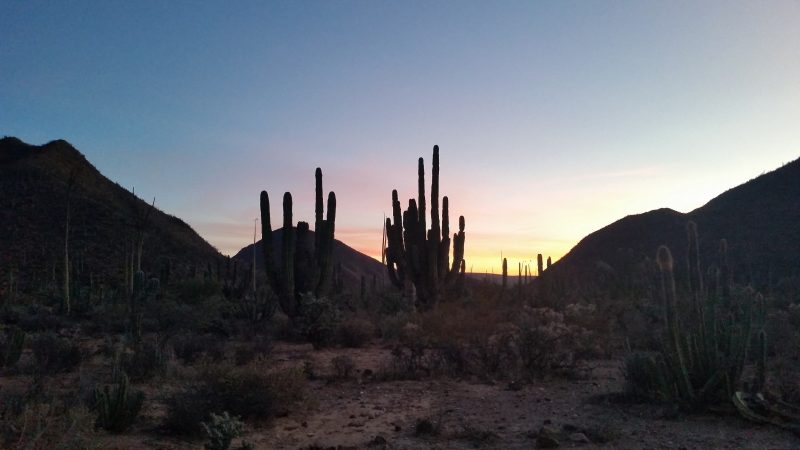 sunset in the desert with cactus silhouette in the foreground