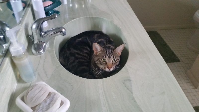 A cat in a bathroom sink, playing a hiding game with the house-sitters.