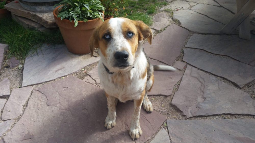 LongTerm House Sitting Is It Right For You? A Couple of Drifters