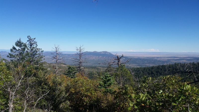 View of pine trees and a far off mountain against a blue sky as seen from an Albuquerque hiking trail.