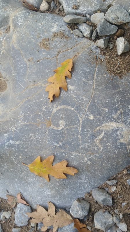limestone featuring a fossil with 2 brown oak leaves on top