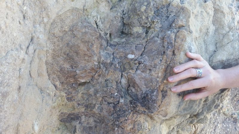 A hand placed next to fossilized dinosaur bones in rock, seen on a hiking trail as part of a day trip from Albuquerque, New Mexico.