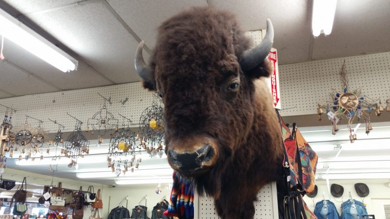 Stuffed buffalo head on a wall in a gift shop at Clines Corners, one of the most classic day trips from Albuquerque.