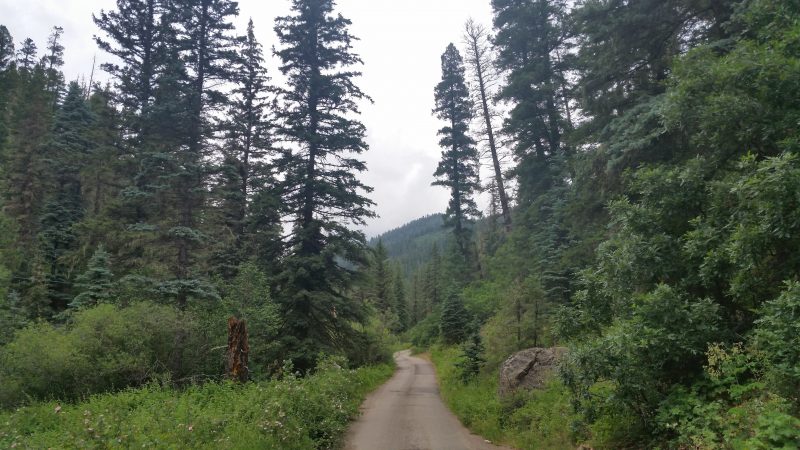 A one-lane road heading into thick forest with pine trees on the way to a popular Pecos, NM camping spot in the Santa Fe National Forest.