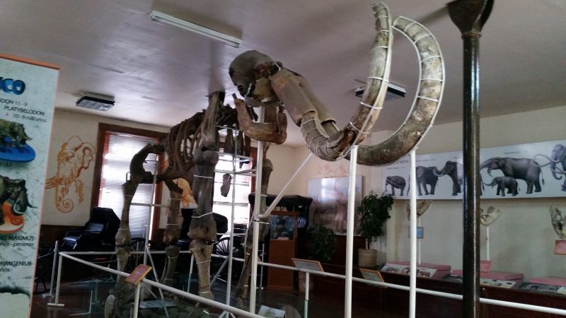 A mammoth skeleton in a museum in Chihuahua, Mexico.