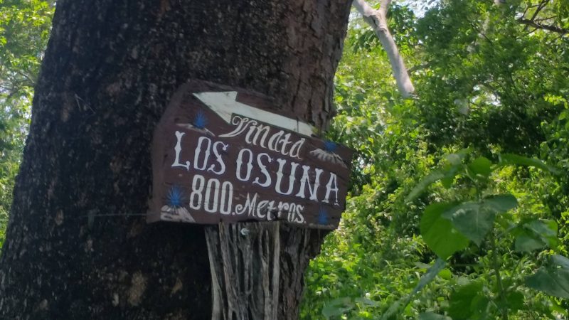 A hand-painted wooden sign for the Los Osuna Tequila Distillery nailed to a tree.