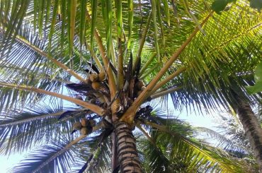 Palm fronds on a tree.