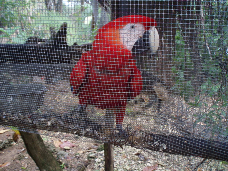 Red/scarlet Macaw parrot in a cage in a zoo in Mexico City.