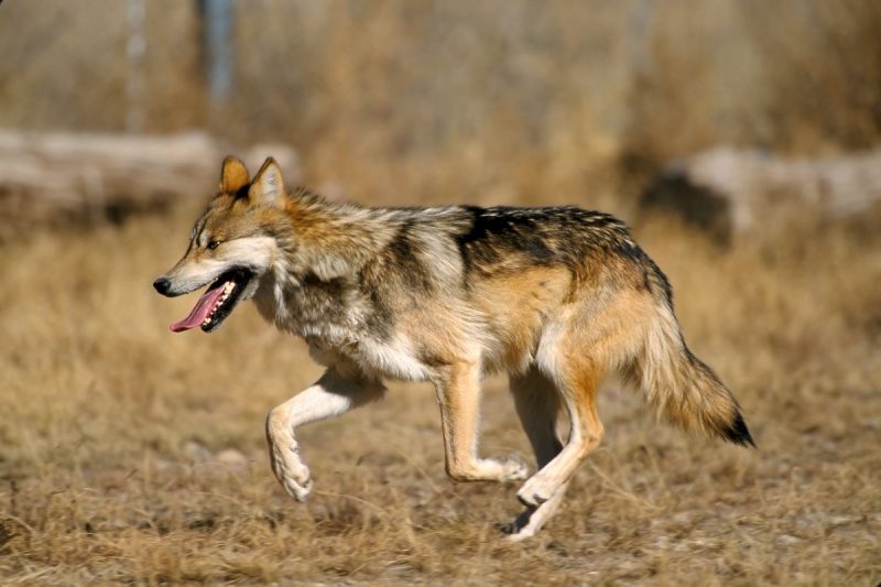 A trotting wolf from Wild Wolf Spirit Sanctuary, a popular spot for people on a weekend getaway in New Mexico.